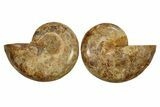 Jurassic Cut & Polished Ammonite Fossil - Madagascar #288326-1